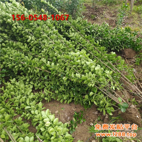 002125f1e5840c165819763070510aa4_副本