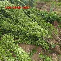 山东华荣绿化苗木 1-2米北海道黄杨规格齐全