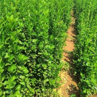 出售绿化苗木 成活率高 3-3.5-5米丛生北海道黄杨